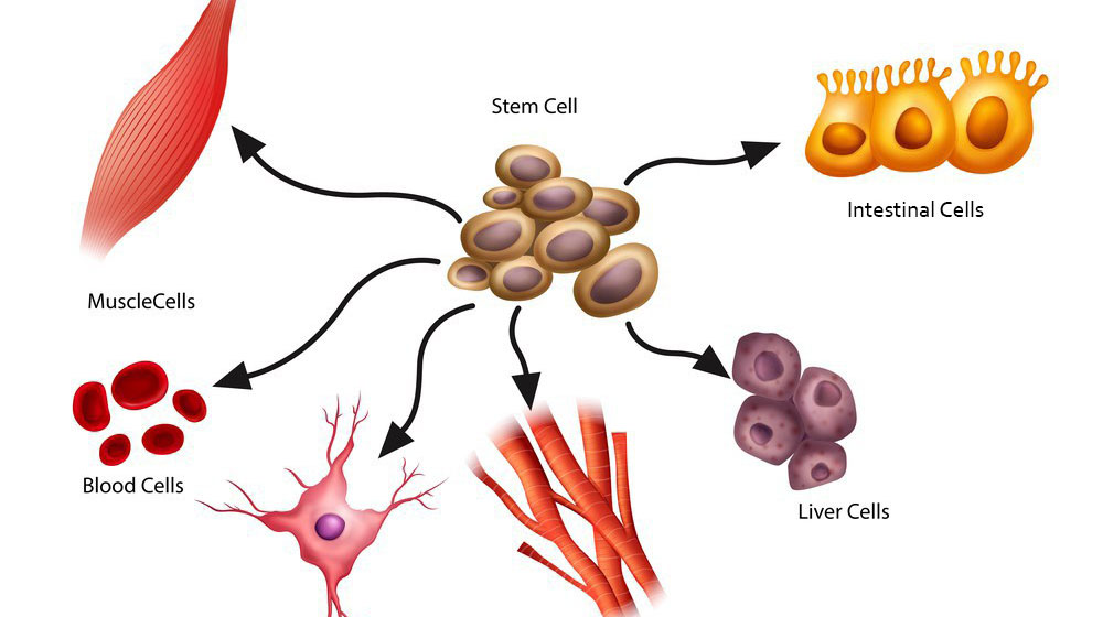[:en]What is stem cell[:km]តើអ្វីជាស្តឹមសែល[:]