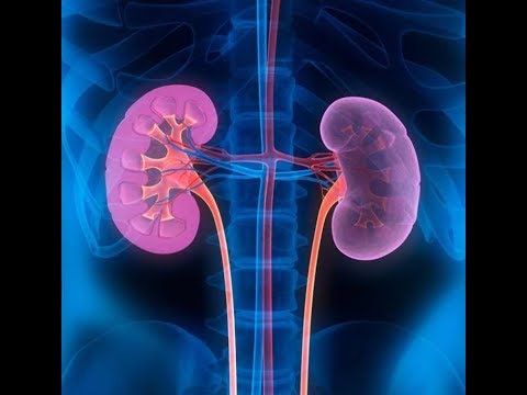 ជំងឺតម្រងនោមរ៉ាំរ៉ៃ (Chronic Kidney Disease)