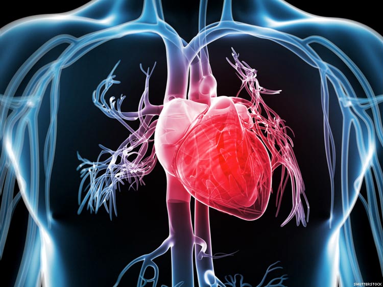 ជំងឺបេះដូង (Heart Disease)